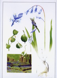 artist-painter-billy-almond_bluebell-flowers-fine-art