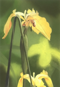 artist-painter-billy-almond_Iris-flower